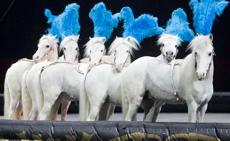 The Many Breeds of Equestrian Circus - Circus Unicorn