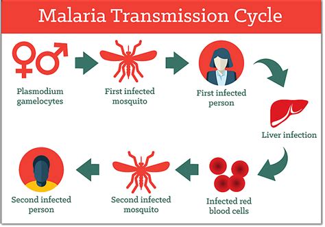 What Is Malaria | Mosquito Borne Diseases