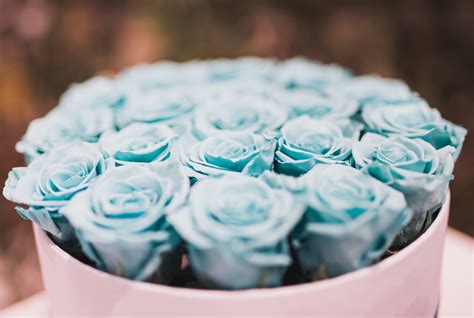 Free photo: Blue Rose Bouquet Collections - Bloom, Blossom, Bouquet - Free Download - Jooinn