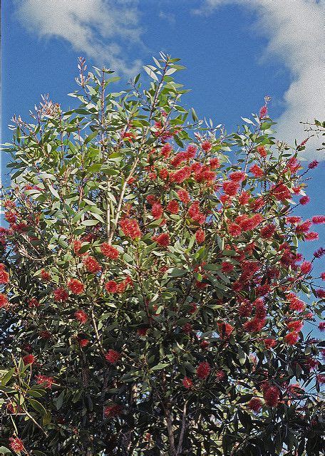 Melaleuca viridiflora red form | Australian native plants, Australian ...