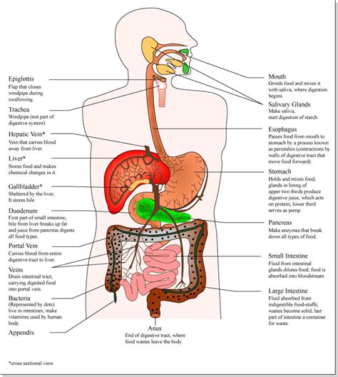 Male Anatomy Diagram Appendix : Human Anatomical Illustration Of An Adult Man Showing The ...