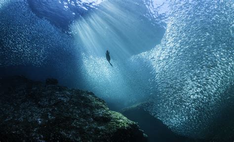 10 Threats to Ocean Life