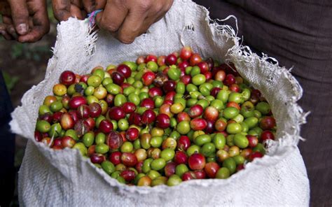 Coffee Tour Matagalpa | Matagalpa Tours Nicaragua