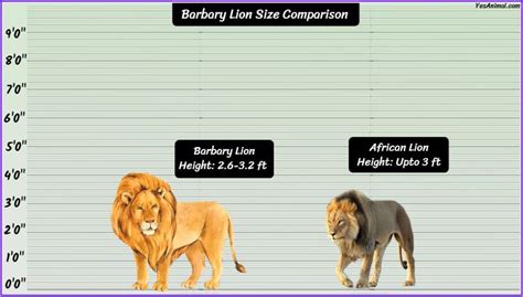 Barbary Lion Size: How Big Were They Compared To Others?