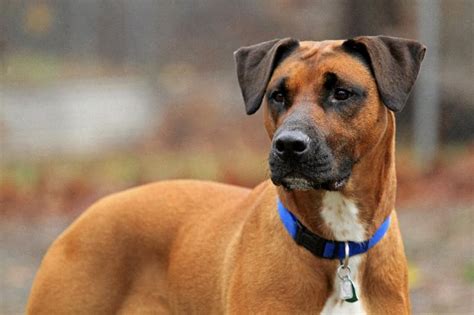 Anchor your heart to this Lab/boxer mix | News | lancasteronline.com