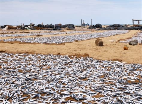 Red Tide Blooms Threaten Gulf of Oman, Shut Down Kalba Desalinization ...