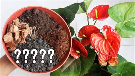 BEST Potting Soil MIX for Anthurium Plant? - YouTube