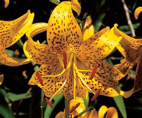 14 Types of Yellow Lilies And How To Grow Them - Mississippi Greens