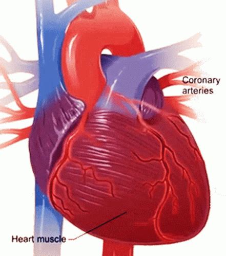 Corona Arteries Heart Muscle GIF - CoronaArteries HeartMuscle Pumping - Discover & Share GIFs