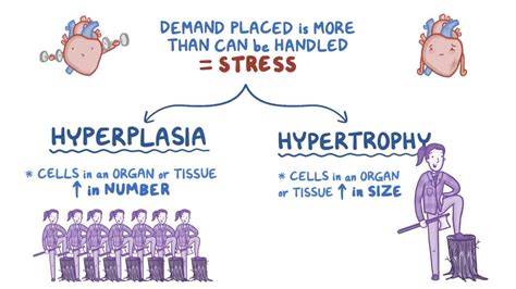 Hypertrophy Hypotrophy Cells