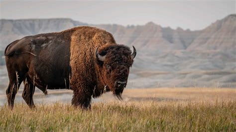 Discover The Largest Bison Ever Recorded Worldwide - A-Z Animals