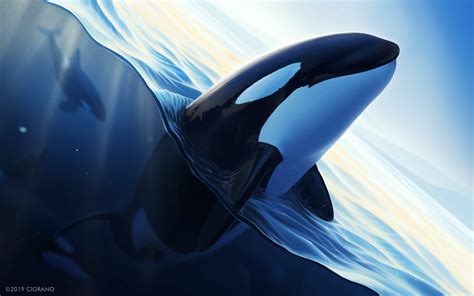 Download Animal Orca HD Wallpaper by Ekateruna Kelyukh