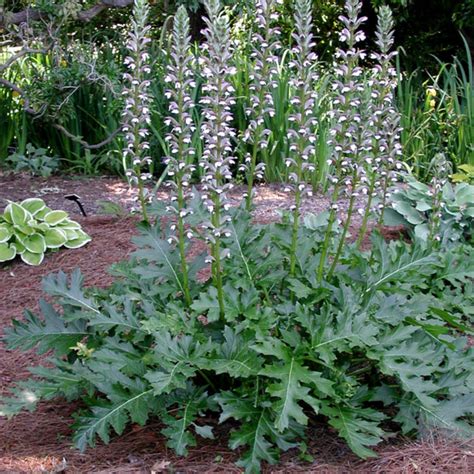 Acanthus mollis – Valls Garden