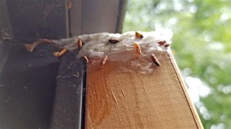 Pests We Treat - Home Heavily Infested with Moths in Howell, NJ - The Largest Infestation