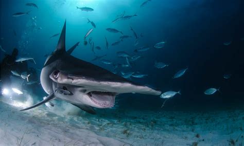 Great Hammerhead Shark Pictures - AZ Animals