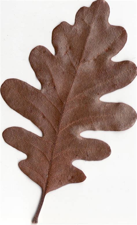 File:Autumn Gambel Oak Leaf.jpg - Wikipedia