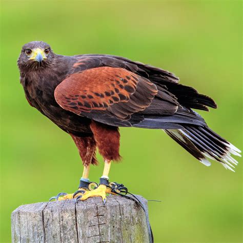 Harris Hawk Bird - Free photo on Pixabay