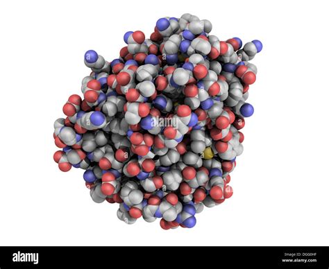 Trypsin digestive enzyme molecule (human), chemical structure. Trypsin is an enzyme that ...