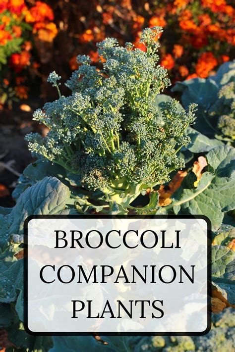 Broccoli Companion Plants · Nourish and Nestle