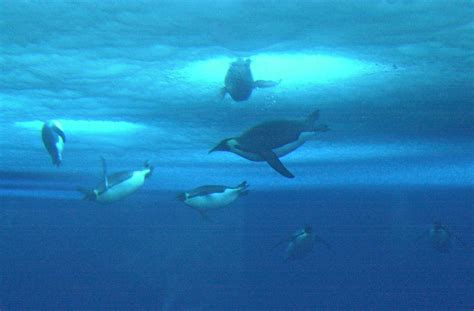 Emperor Penguins in Antarctica