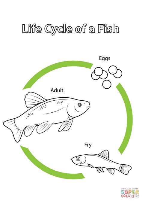 Life Cycle of a Fish coloring page | Free Printable Coloring Pages