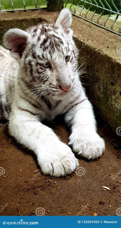 White Tiger Baby Cub in Zoo Stock Image - Image of mammal, asia: 125691055