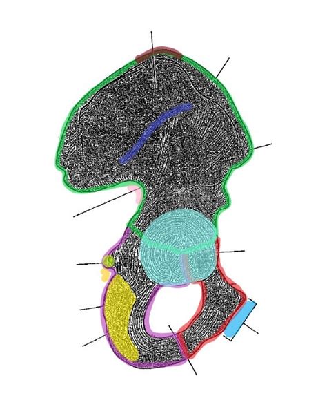 Coxal Bone Diagram | Quizlet