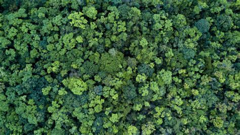 Forest and tree landscape texture background, Aerial top view forest ...