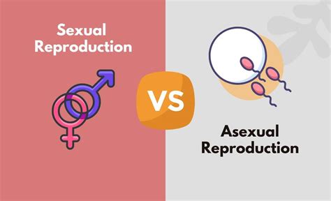 Sexual Reproduction vs. Asexual Reproduction - What's The Difference ...