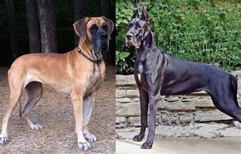 Different Types of Great Danes + Pictures - Petaddon