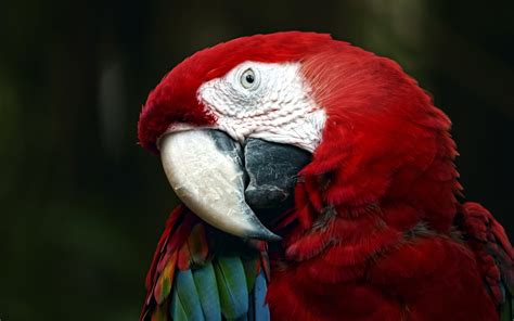 Red Parrot Wallpapers - Wallpaper Cave