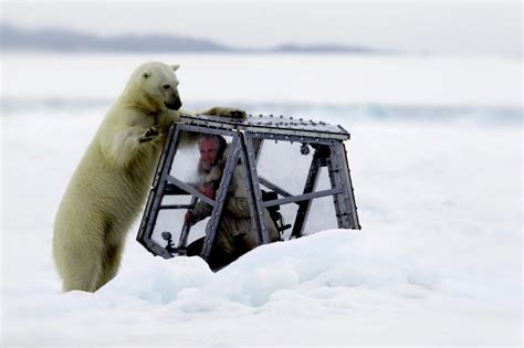 What mighty big teeth you have! Ferocious polar bear tries to make ...