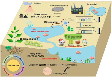 Frontiers | Editorial: Trace elements in the environment ...