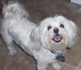 Is a Bichon Maltese Mix the Right Dog for You?