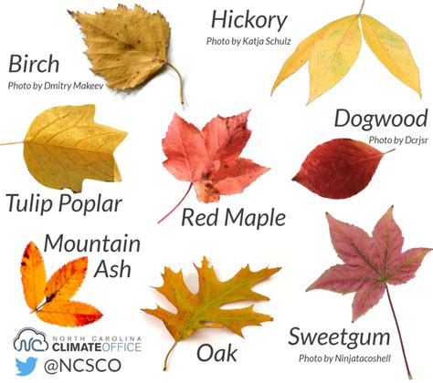 Autumn Leaf Color Chart