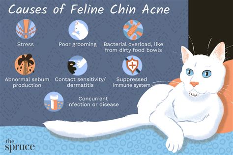 Cat Acne Treatment
