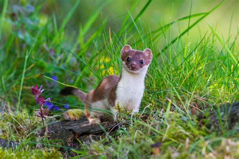 White Stoat Pet