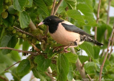 Afghanistan Birds