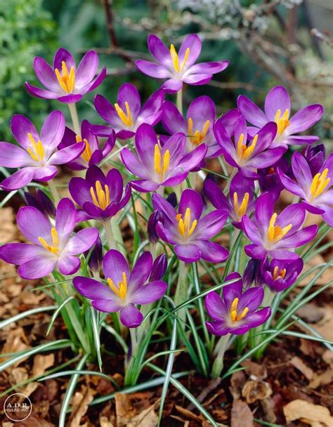 Crocus species 'Whitewell Purple' Crocus from ADR Bulbs