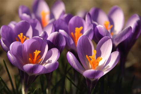 Crocus Flower Meaning, Symbolism & Spiritual Significance - Foliage ...