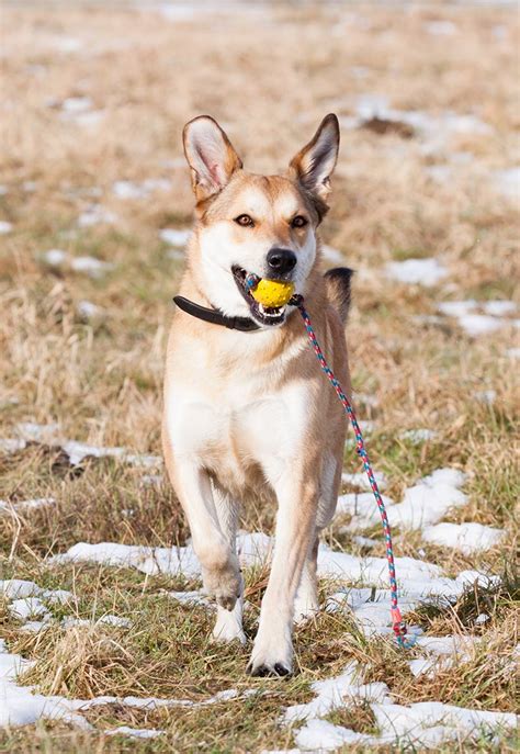 German Shepherd Lab Mix - Sheprador Breed Traits