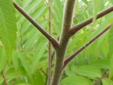 Staghorn Sumac: Identification, Leaves, Bark & Habitat | Rhus hirta