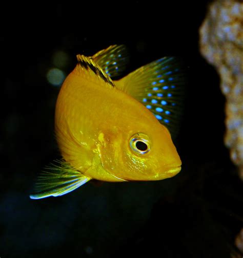 Free Images : tropical, africa, blue, yellow, fish, fauna, fin, close up, aquarium, vertebrate ...