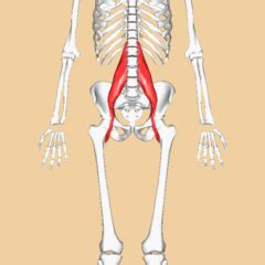 Psoas Major