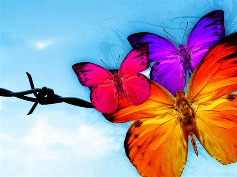 Butterfly Live Wallpaper - WallpaperSafari