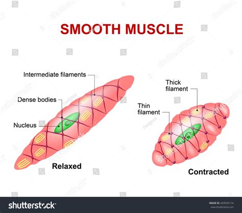 Smooth Muscle Tissue. Anatomy Of A Relaxed And Contracted Smooth Muscle ...