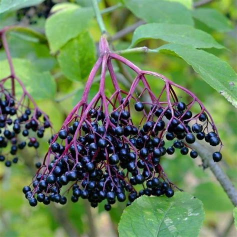 Seeds for Black Elderberry | Sambucus nigra | Amkha Seed