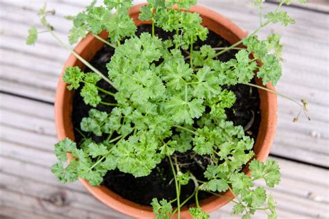 5 Great Herbs to Grow in Pots