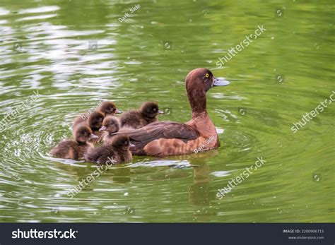 1,514 Female Tufted Duck Images, Stock Photos & Vectors | Shutterstock