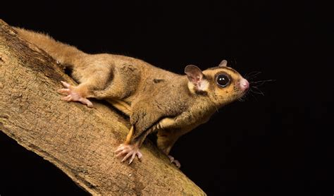 Meet the the 'savanna glider' - Australian Geographic